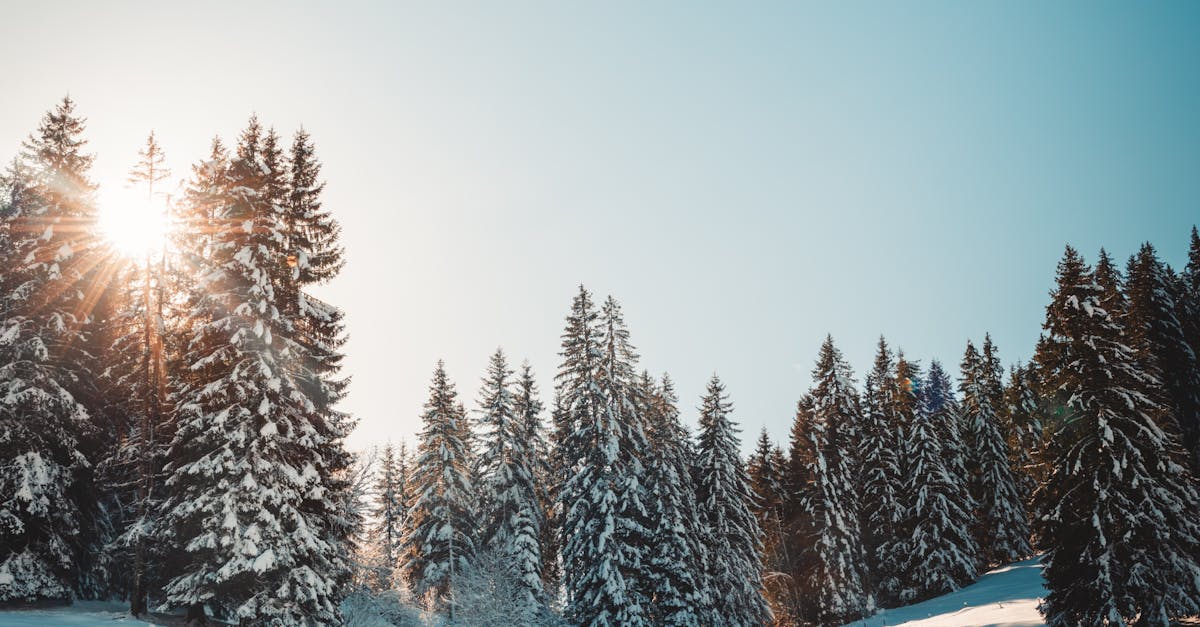 Cointreau vs Triple Sec vs Curaçao: Which One Belongs in Your House Margarita?