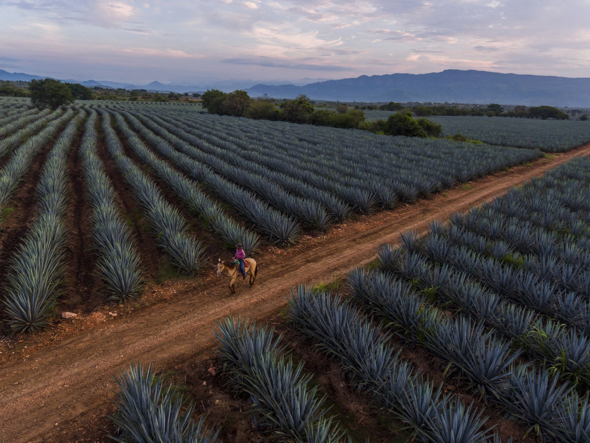 Agave azul · Jalisco highlands