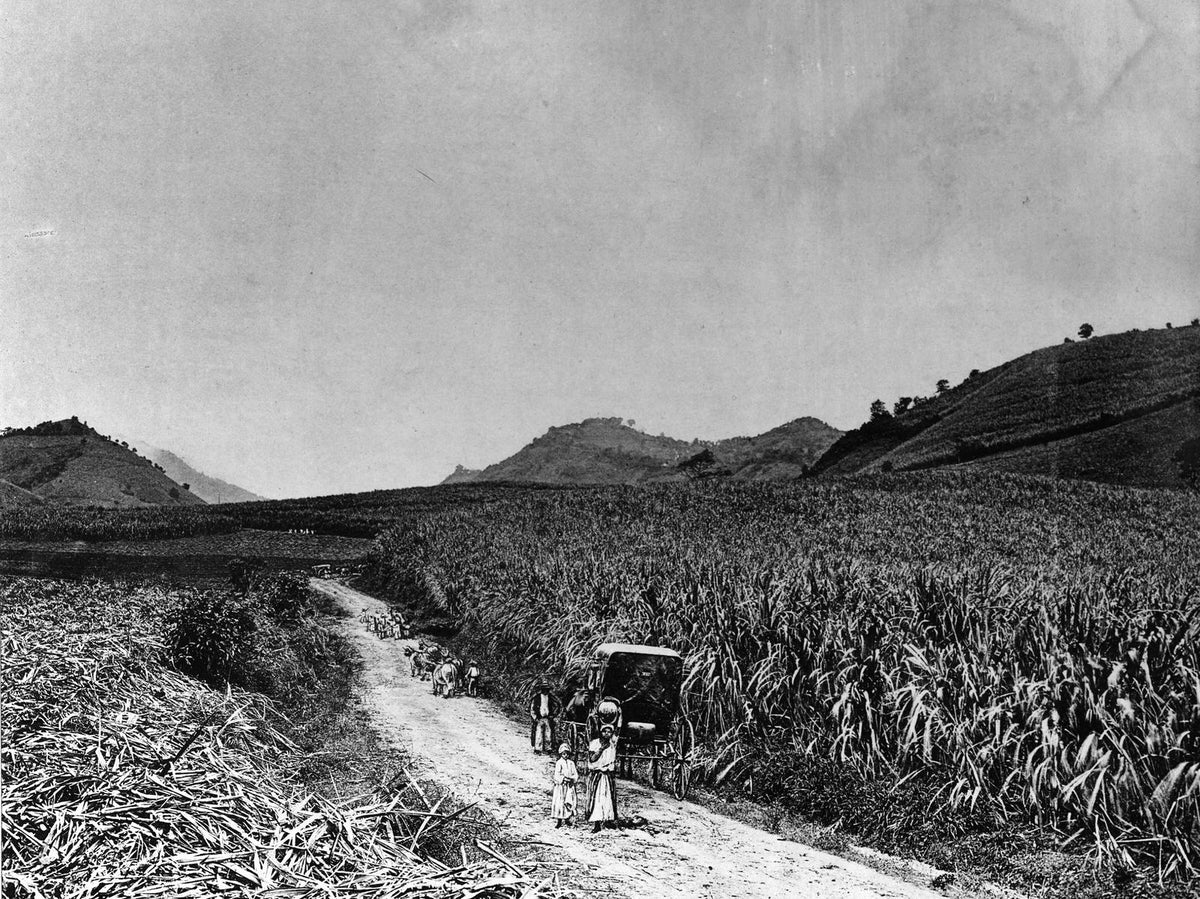 Sugarcane · Martinique