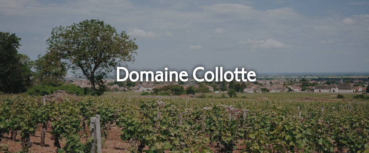 New Vintage Collotte