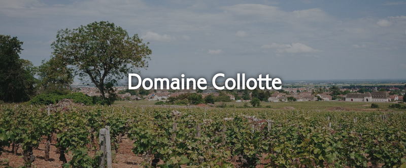 New Vintage Collotte