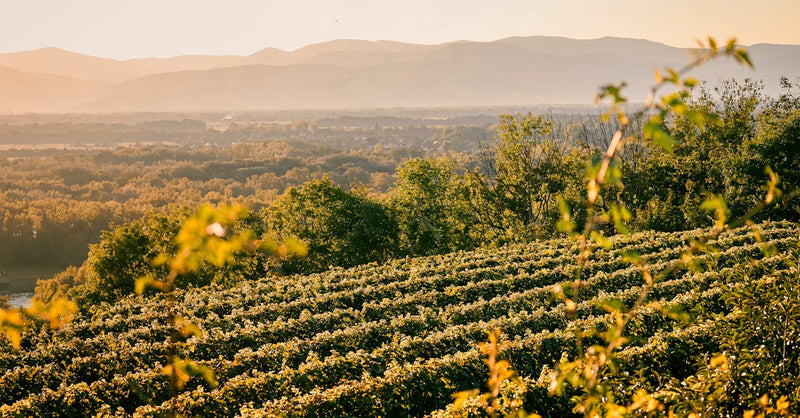From the Loire to Your List: The New Wave of French Sauvignon Blanc Arrivals for Summer Programs
