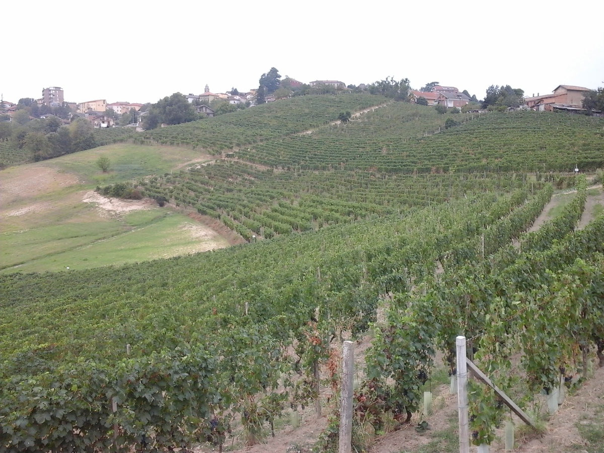 Piedmont vineyards · Moscato base