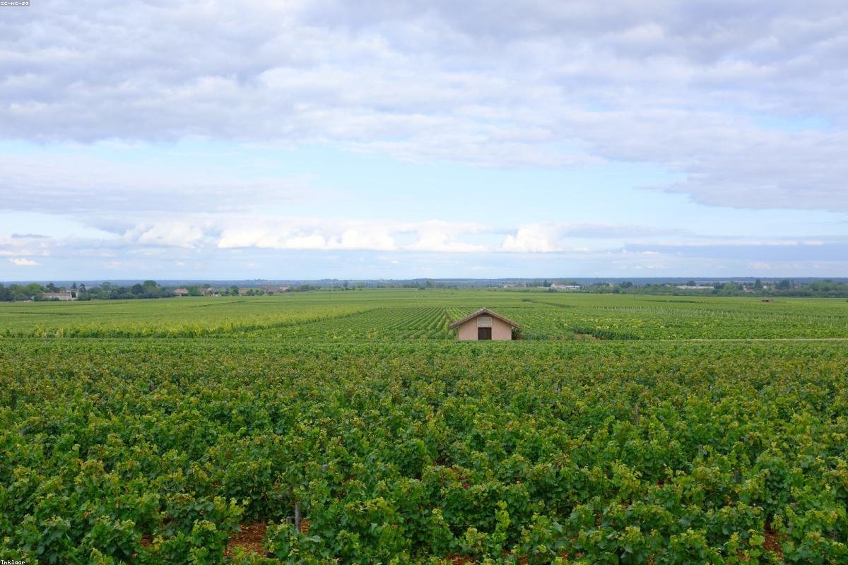 French Wines